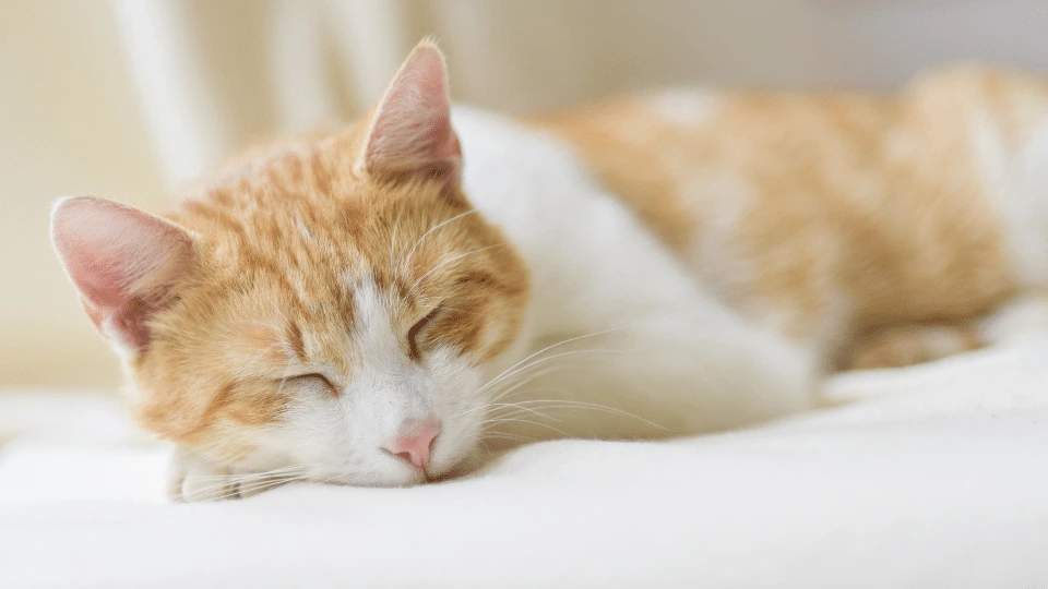 Koci katar - objawy, przyczyny i leczenie