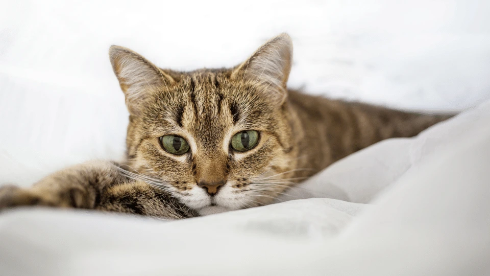 Koci katar - objawy, przyczyny i leczenie