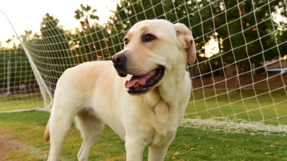 Jaki jest Labrador retriever