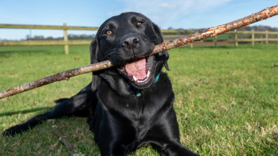 Jaki jest Labrador retriever