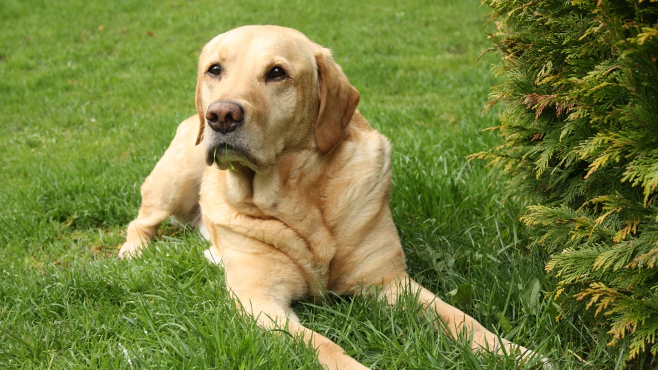 Jaki jest Labrador retriever