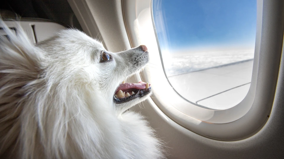 Jak podróżować z psem w samolocie?