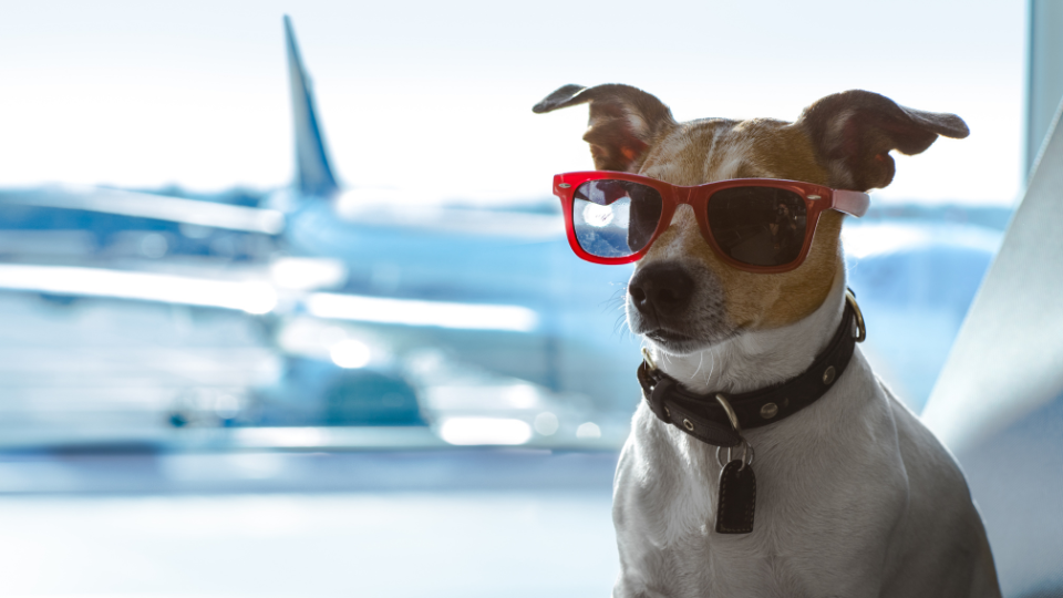 Jak podróżować z psem w samolocie?