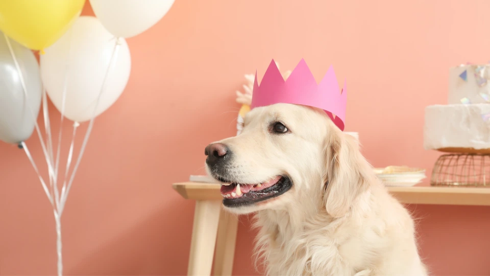 urodziny psa pethomer