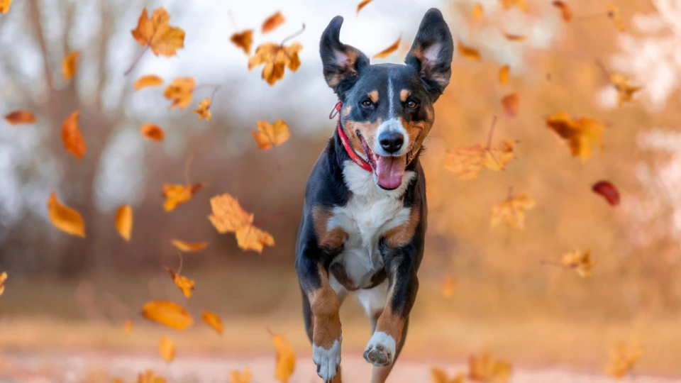 Jak przygotować psa na jesień?