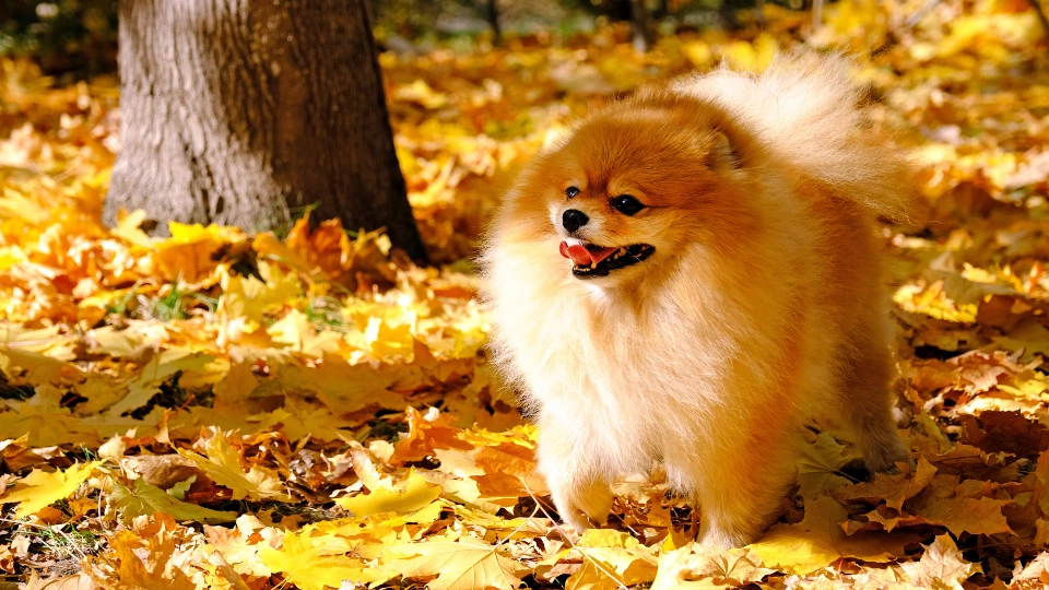 Jak przygotować psa na jesień?
