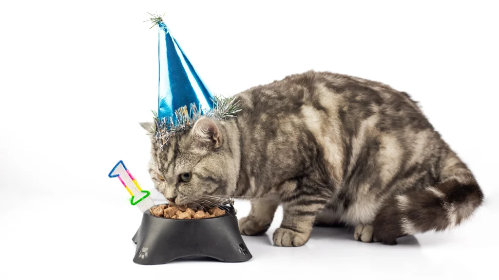 Prezent dla kota na urodziny, który Twój pupil pokocha