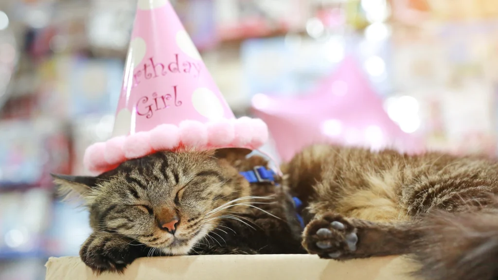 Prezent dla kota na urodziny, który Twój pupil pokocha