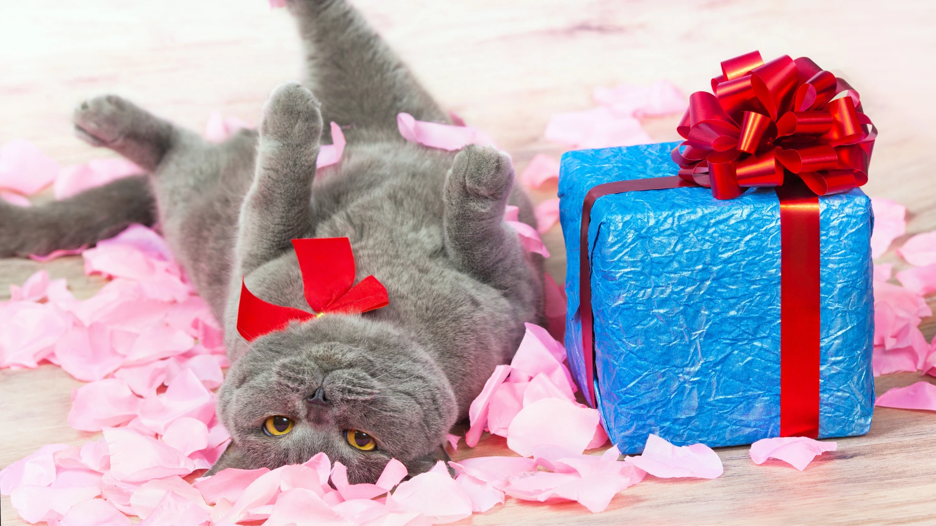 Prezent dla kota na urodziny, który Twój pupil pokocha!