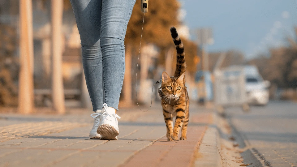kot na smyczy spacer z kotem - pethomer.com