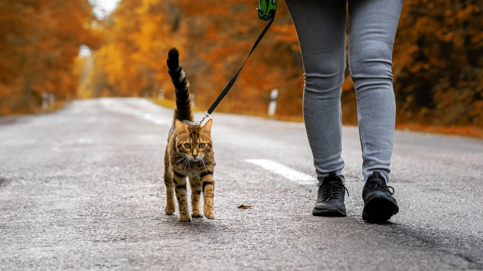 kot na smyczy spacer z kotem - pethomer.com