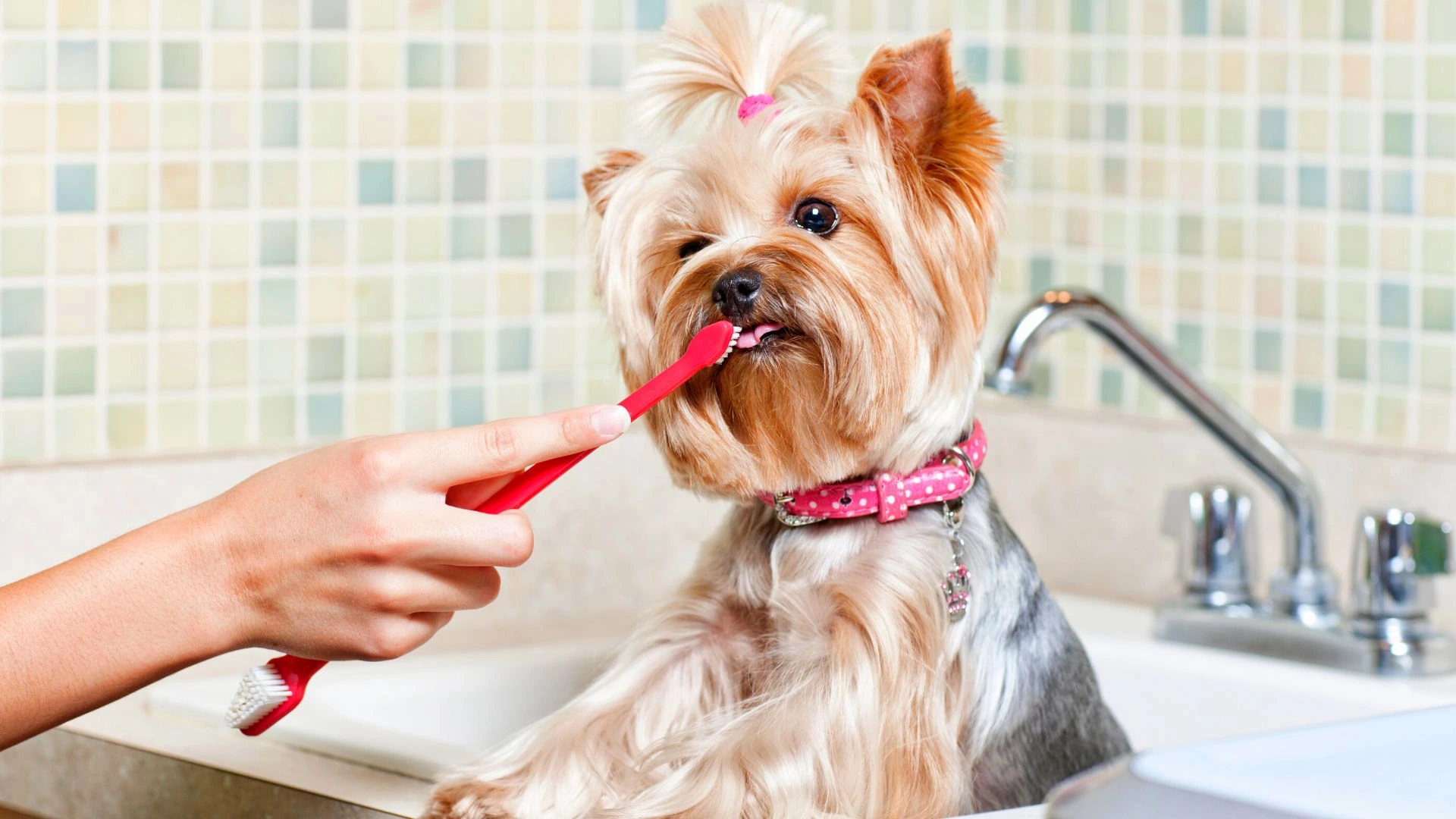 higiena zębów psów