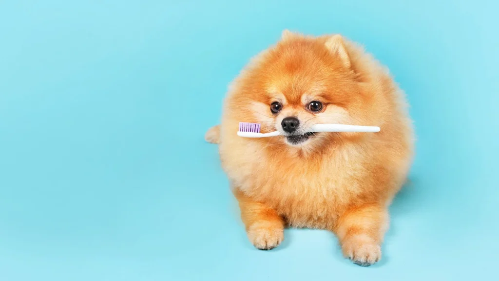 higiena zębów psów