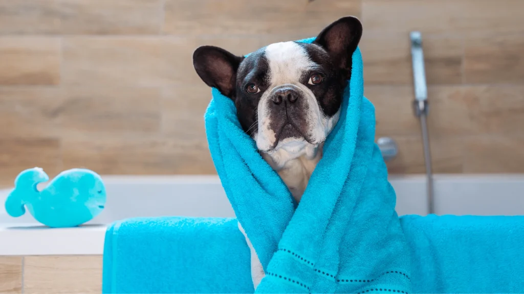 Co ile trzeba kąpać psa?