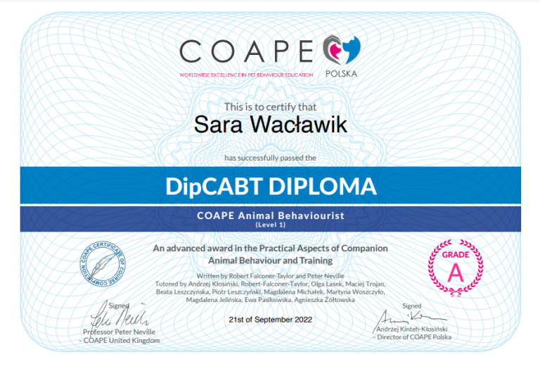 COAPE certyfikat