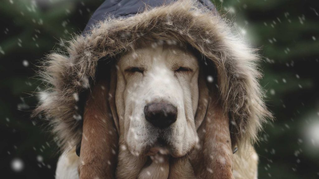 Pies w zimie
