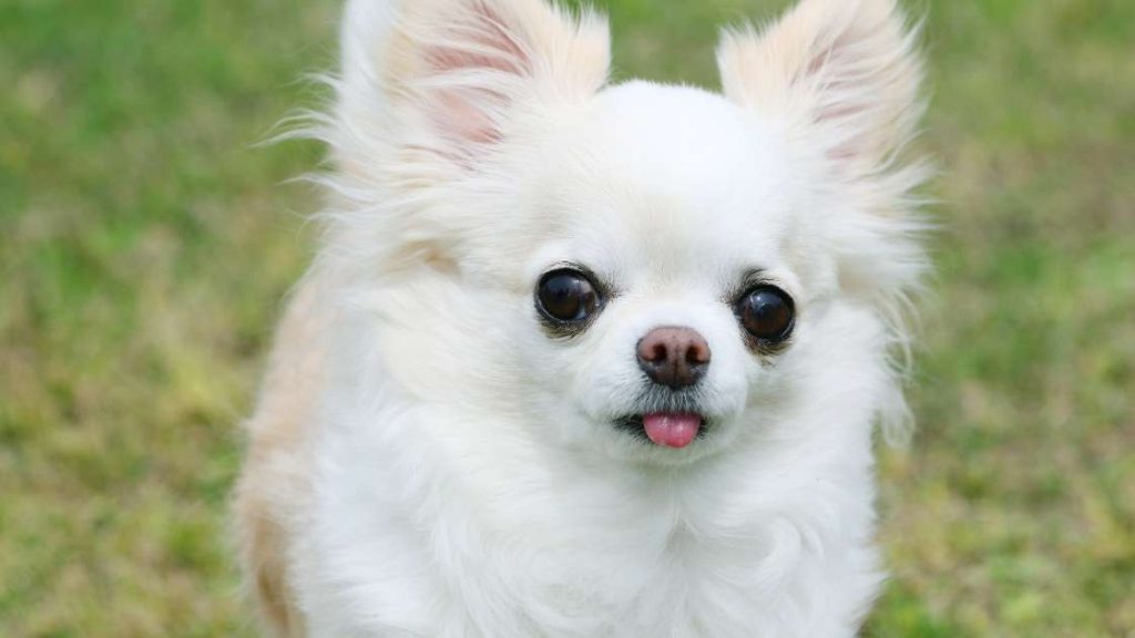 Chihuahua długowłosa do adopcji