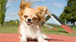 Chihuahua długowłosa Pochodzenie, pielęgnacja i charakter