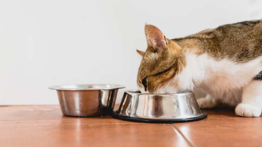 Ceramiczna miska dla kota