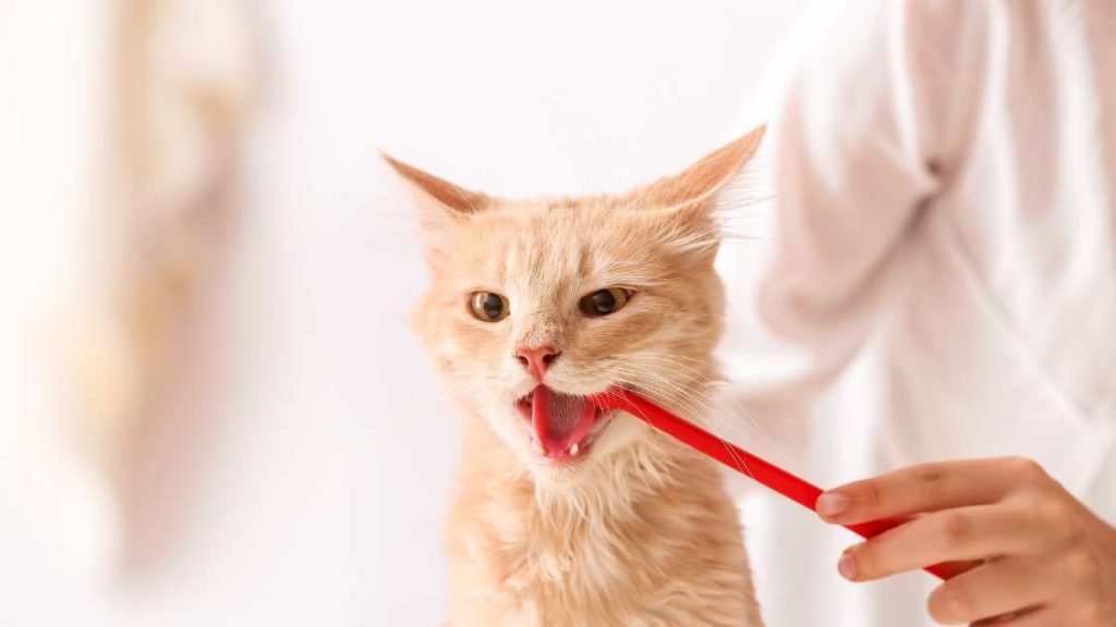 Czym myć kotu zęby