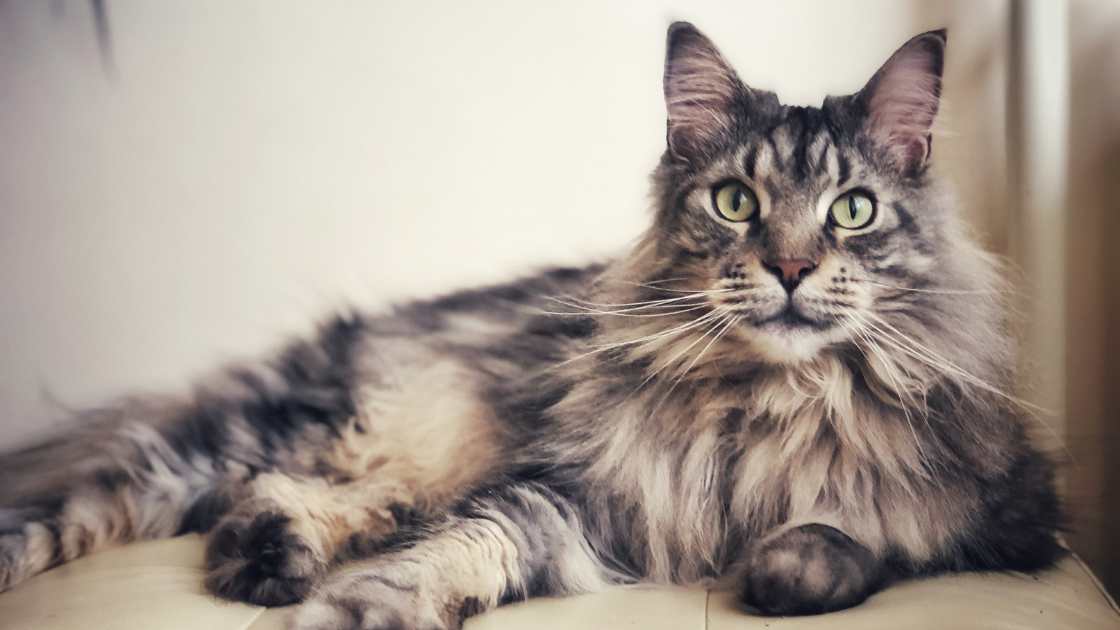 Maine coon charakter