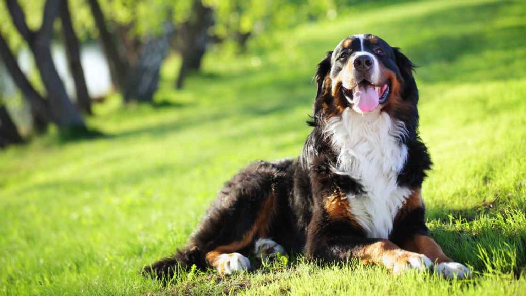 Berneński pies pasterski szczęśliwy pies leży na trawie