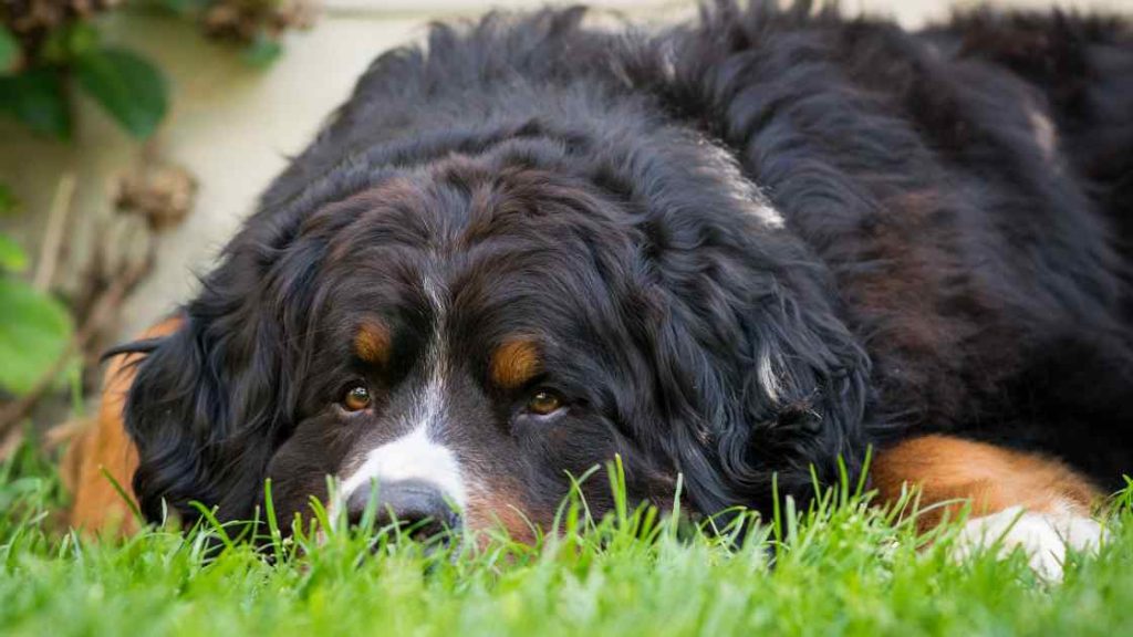 Berneński pies pasterski szczęśliwy pies leży na trawie odpoczywa spokojny pies